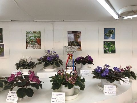 2017年「香港花卉展覽」，本會攤位榮獲「最佳展品大獎」